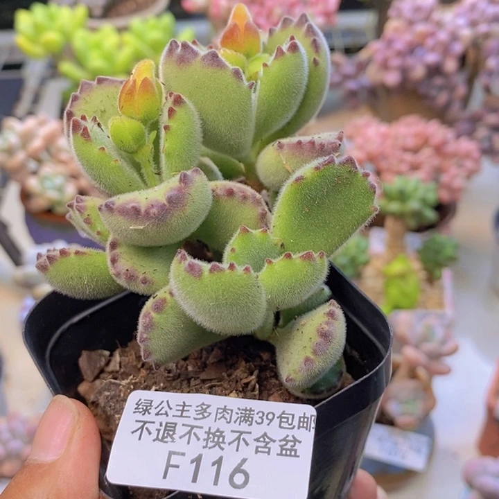 116轻微掉叶猫抓
