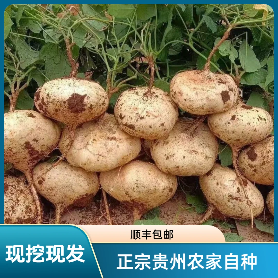 （顺丰包邮）贵州农家自种地萝卜地瓜凉署