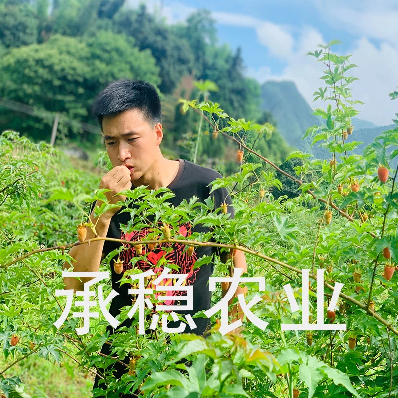 承稳农业承稳树莓苗种1-10棵裸根可盆栽地栽