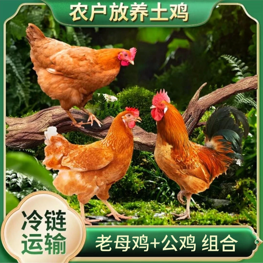 【南哥】买土鸡老母鸡 2只+2只土公鸡 毛重12斤 净重共8斤 带内脏