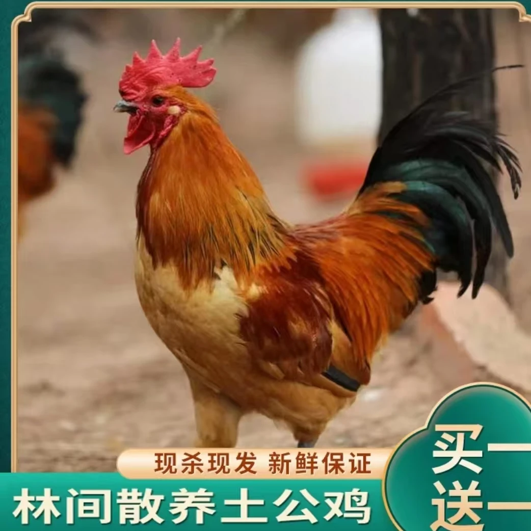 【草帽哥A】放养土公鸡   2只净重共6斤 带内脏 杀好发货