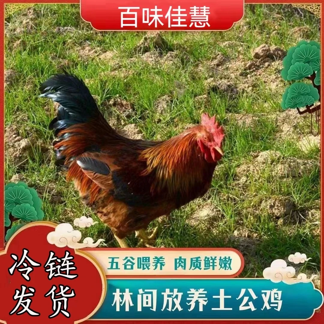 【南哥】放养土公鸡仔公鸡    4只毛重12斤  净重共8斤