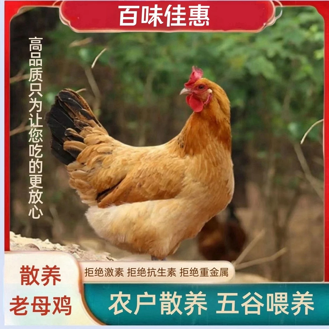 【朱朱家】放养土鸡老母鸡  3只净重共6-7斤 带内脏  顺丰包邮