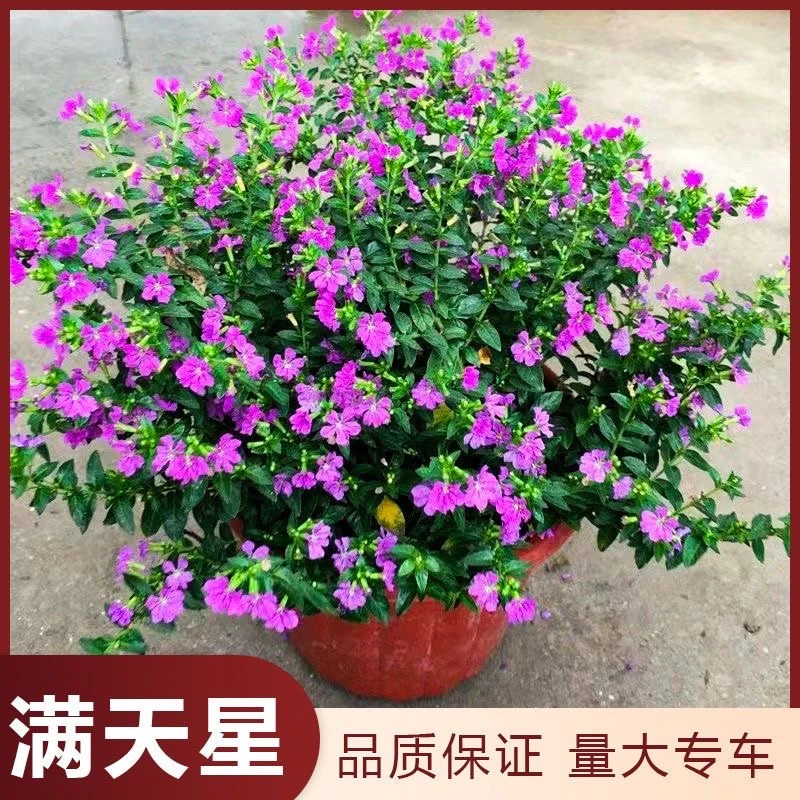 满天星绿植花卉驱蚊室内客厅花苞植物四季开花好养美观净化空气