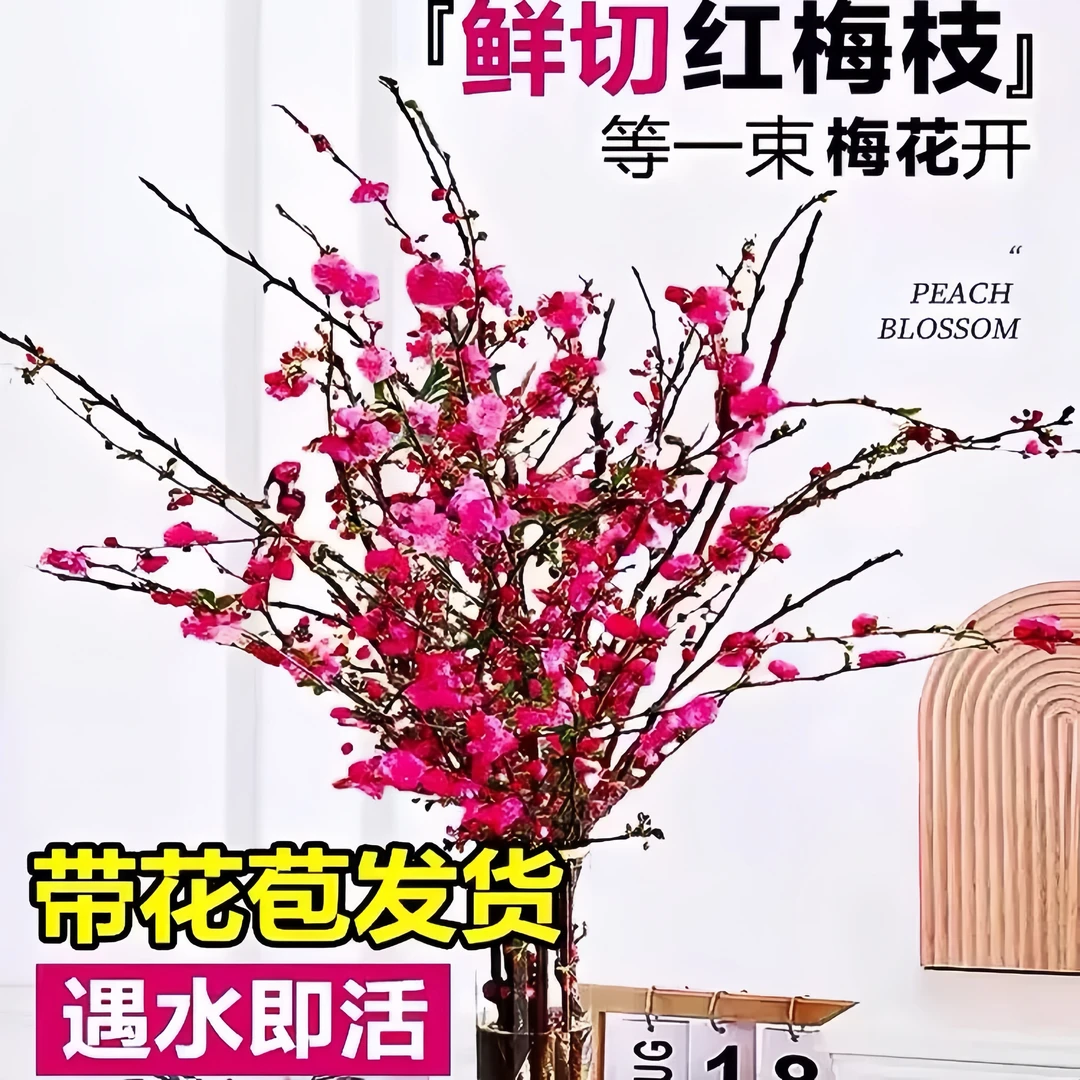 【遇水开花】新年装饰梅花枝遇水开花冬季室内水培梅干枝年宵花卉