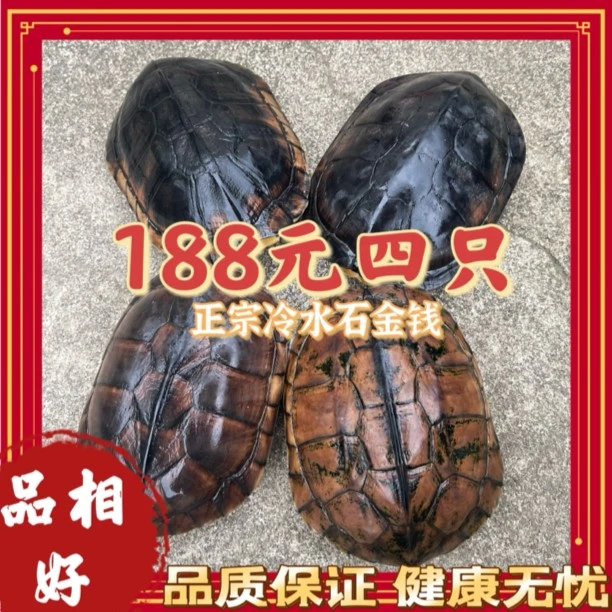 六年左右正宗纯种石金钱龟每只重1.2斤左右 人工挑选全品坏单包赔
