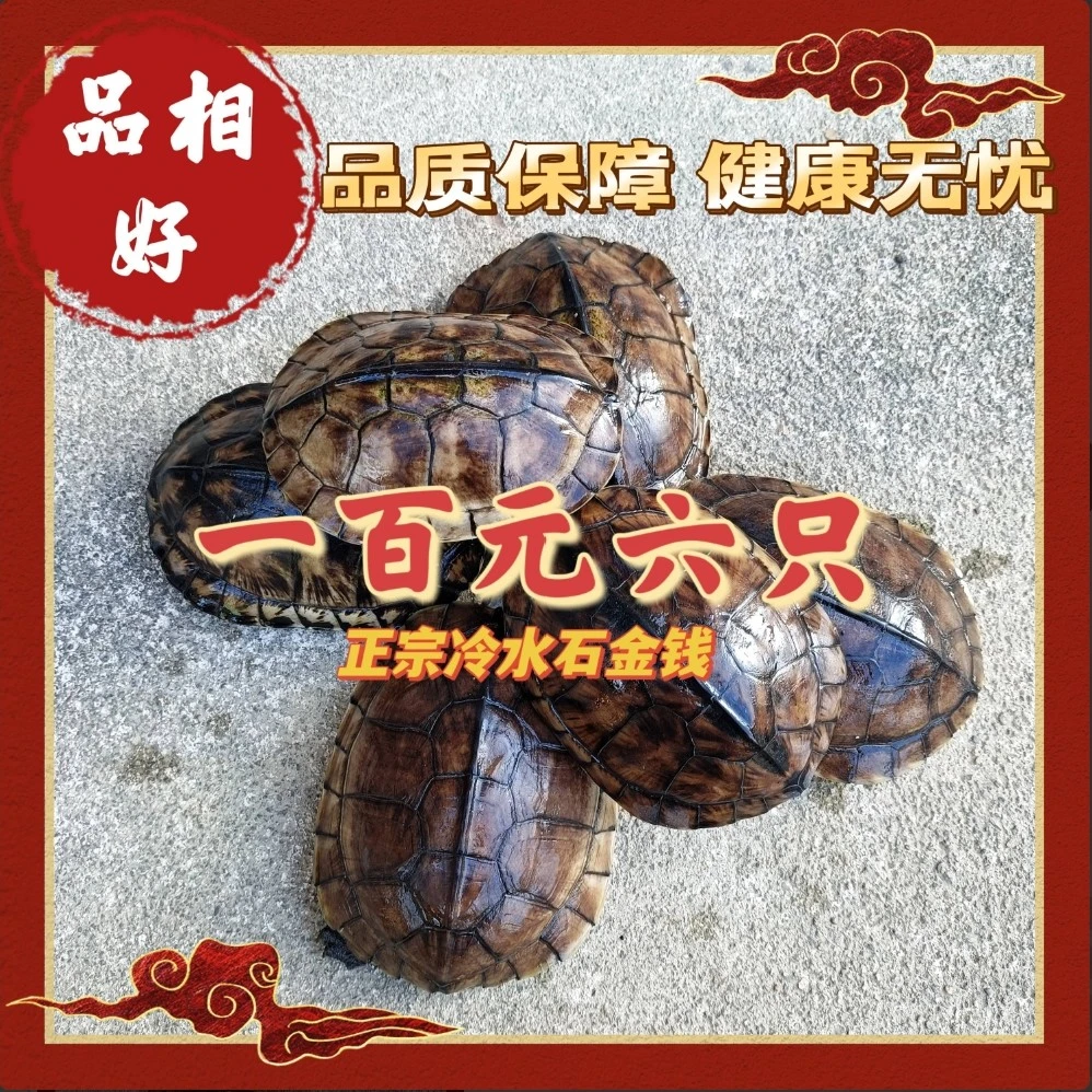 正宗纯种石金钱龟三年左右 每只重4两左右 暂不建议食用坏单包赔