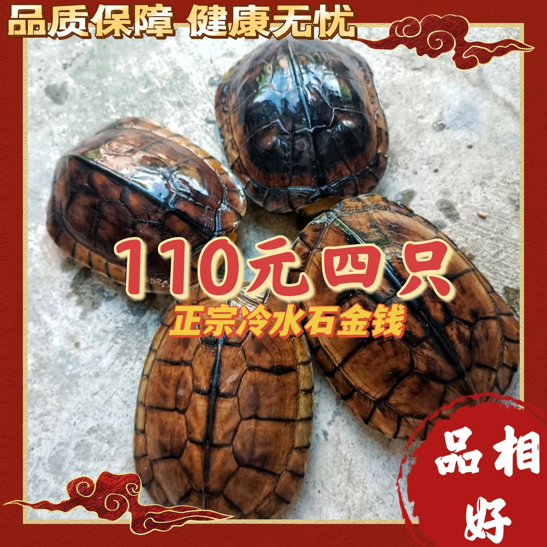 正宗冷水石金钱龟五年左右 每只重约8两左右年份不够暂不建议食用