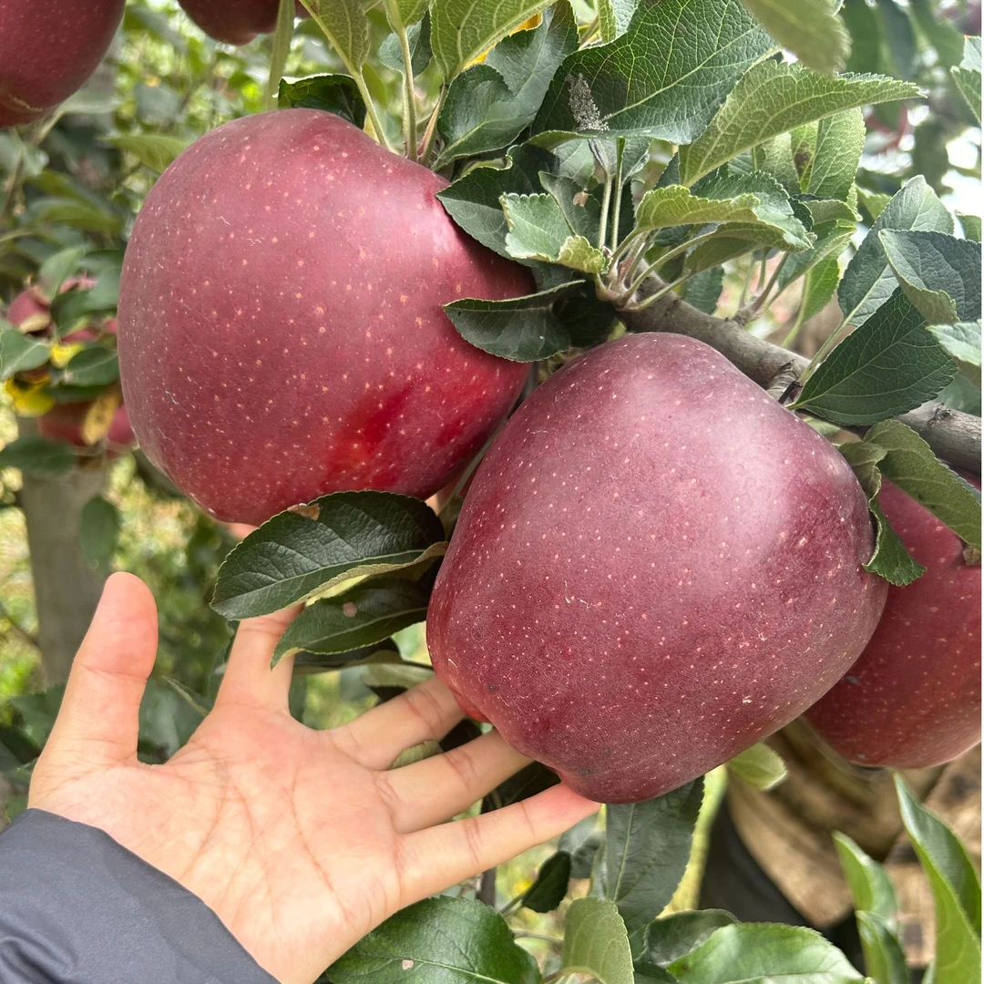天水花牛苹果（今年鲜果，只做精品果）好吃新鲜售后无忧