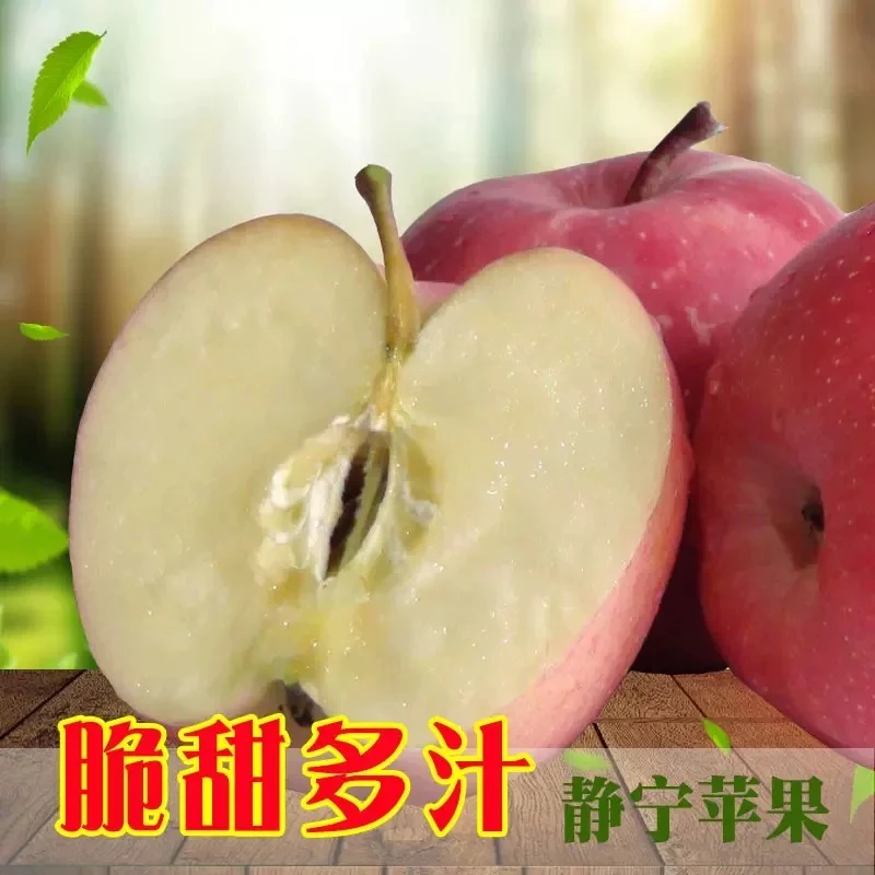 甘肃静宁（精品红富士）嘎嘣脆甜多汁 皮薄肉厚果核小