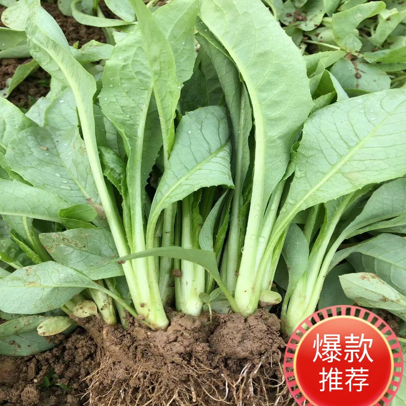 高州甜麦菜苗秧顺丰包邮脆甜多汁当季新鲜蔬菜菜秧苗蔬菜苗