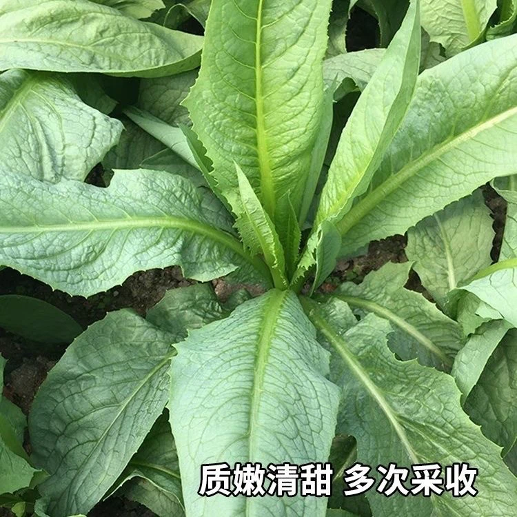 顺丰包邮 粤西正宗麦菜 甜麦菜秧 现拔现发 带泥发货 四季可种
