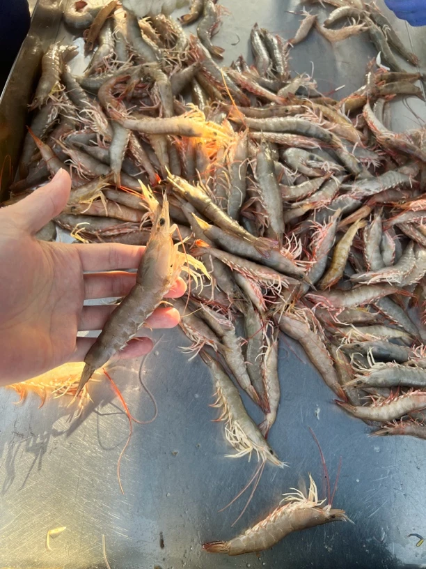本港天然野生海麻虾 沙卢虾各种规格新鲜捕捞 液氮速冻顺丰冷链