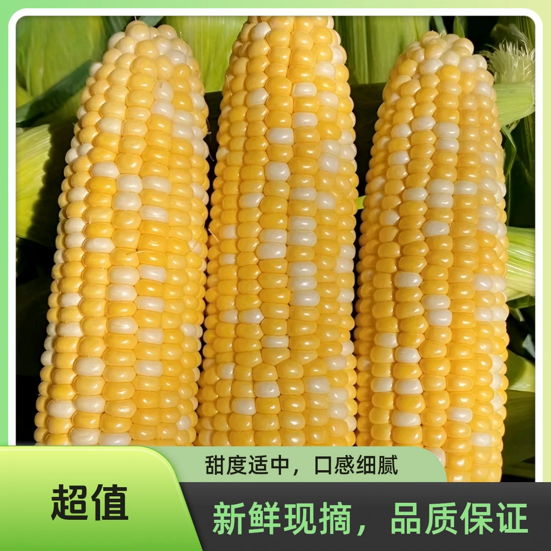忻州玉米之乡25年上新鲜食现摘现发冰淇淋水果玉米清甜香可口