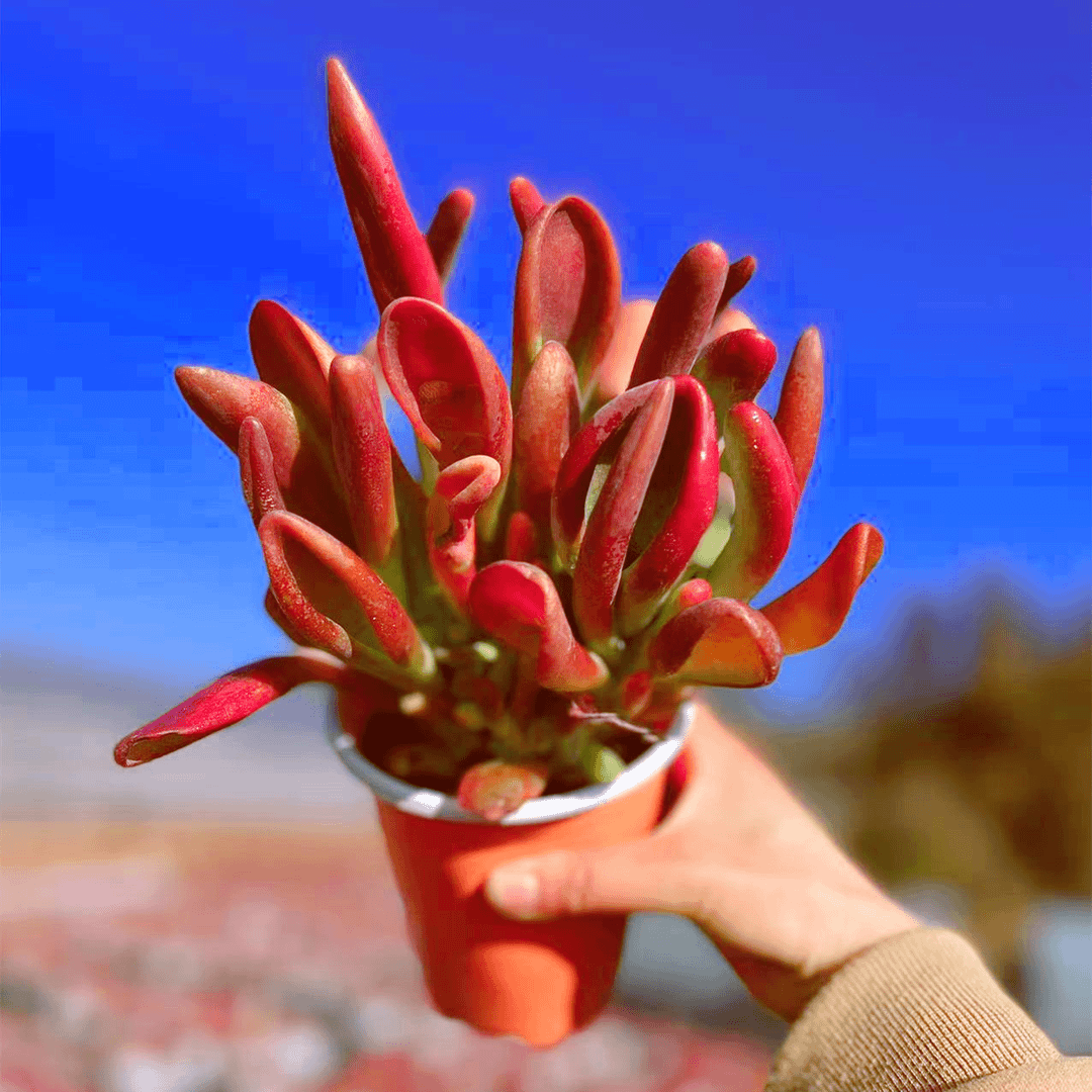 A 火狐狸 寓意好  耐寒 颜色鲜艳少水喜阳  多肉植物