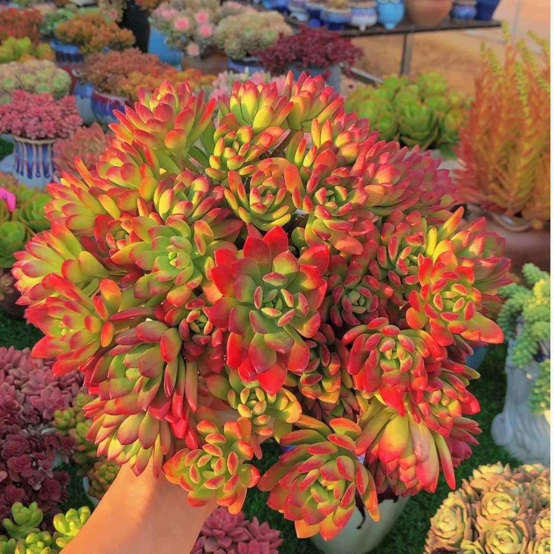 A好运连连（老桩适合新手养） 好看好养多肉植物，带塑料盆带土