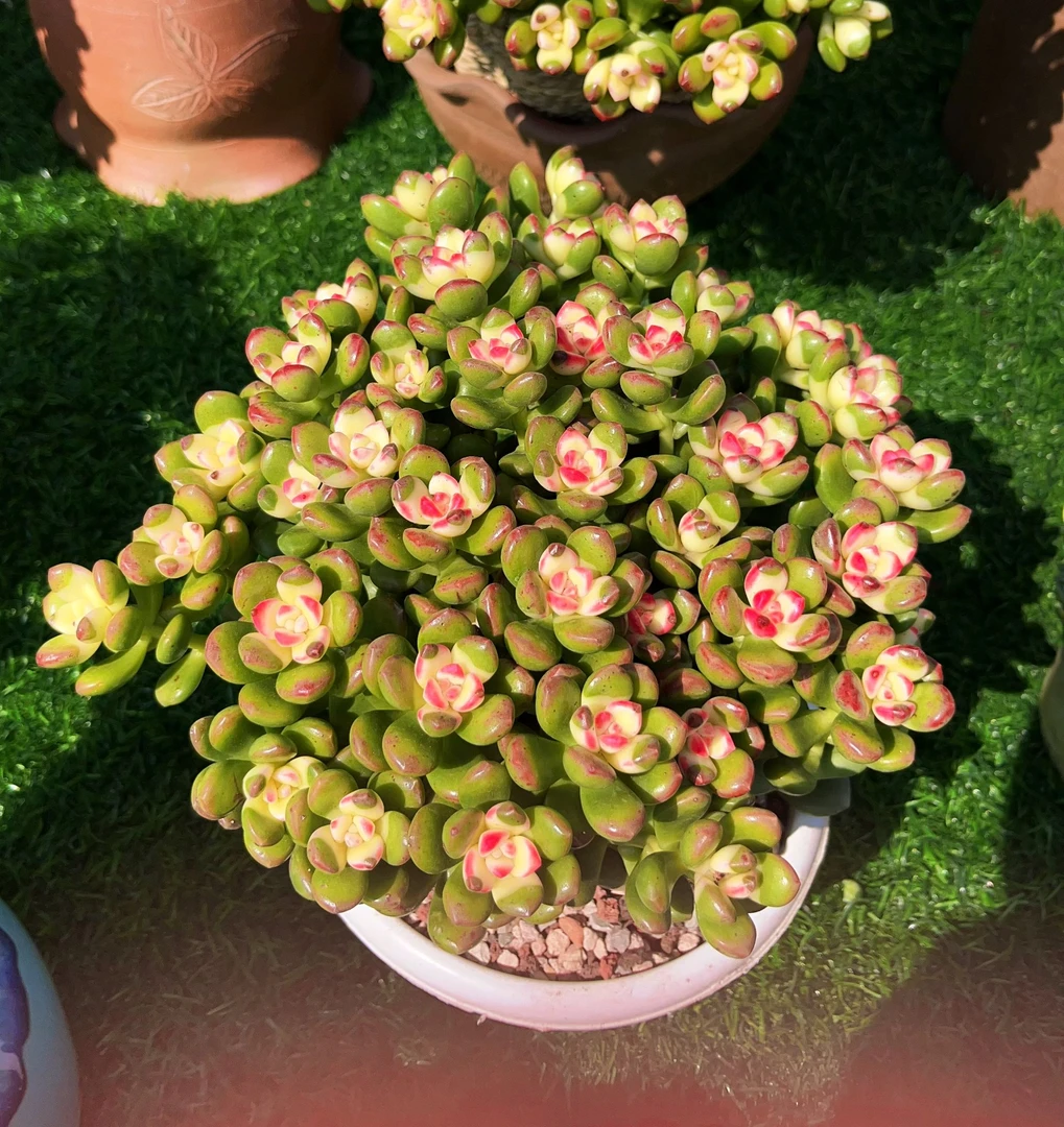 H七彩香豆锦 好看好养多肉植物 带盆带土