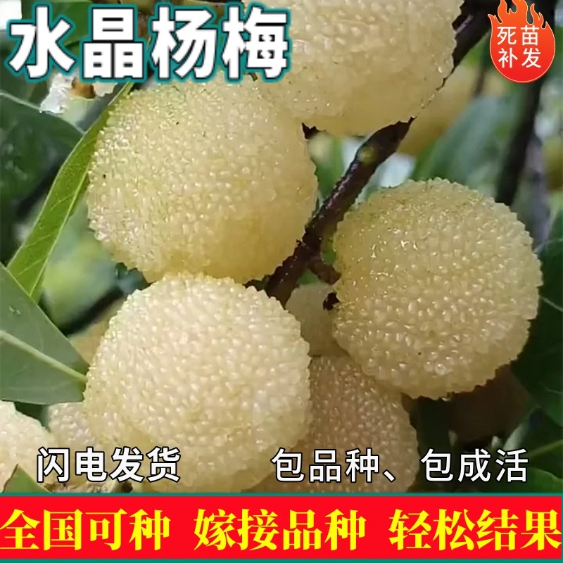 水晶杨梅苗树地栽南北方庭院盆栽种植嫁接杨梅特大果树苗当年结果
