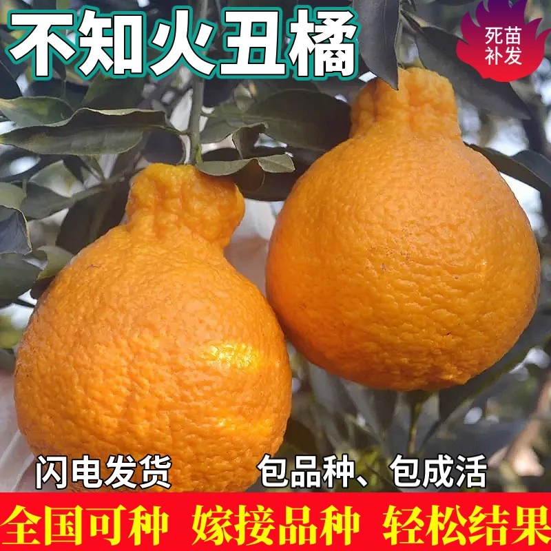 不知火丑橘苗树南北方地栽嫁接桔子盆栽柑橘树苗丑八怪苗当年结果