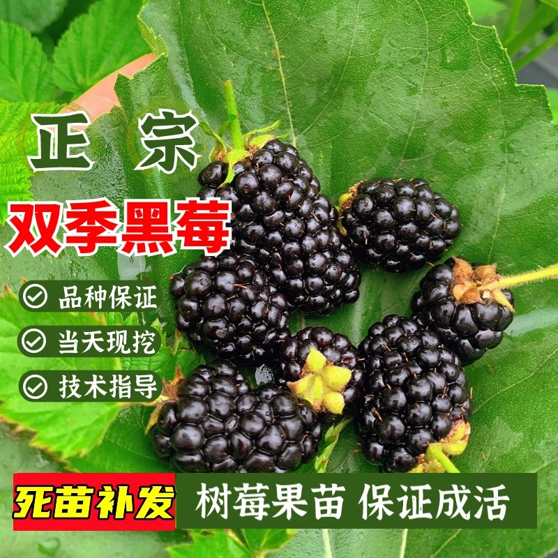 双季黑树莓苗黑莓树苗水果当年结果黄红树莓盆栽地栽南方北方种植