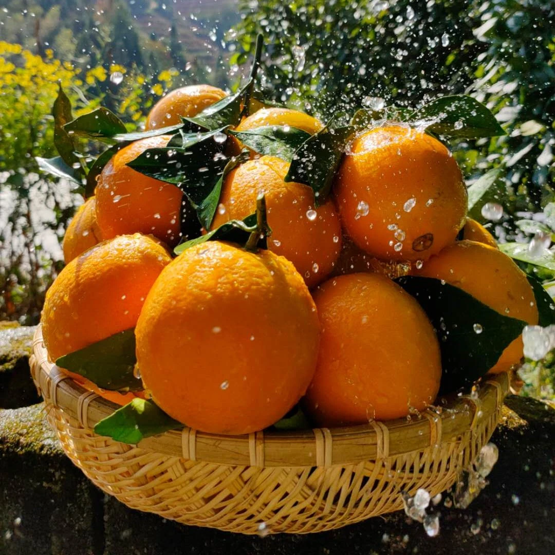 正宗赣南脐橙新鲜现摘当季孕妇水果榨橙汁水分充足果园现货发货