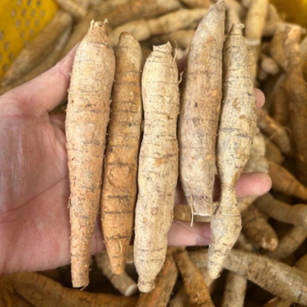 新鲜牛大力薯金钟根小小圆牛现挖煲汤泡酒料