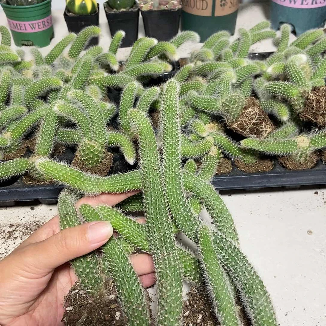 八****?4颗双头九尾狐18厘米左右