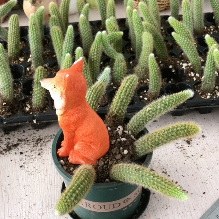 9颗长毛白毛九尾狐小苗清棚福利一单包邮