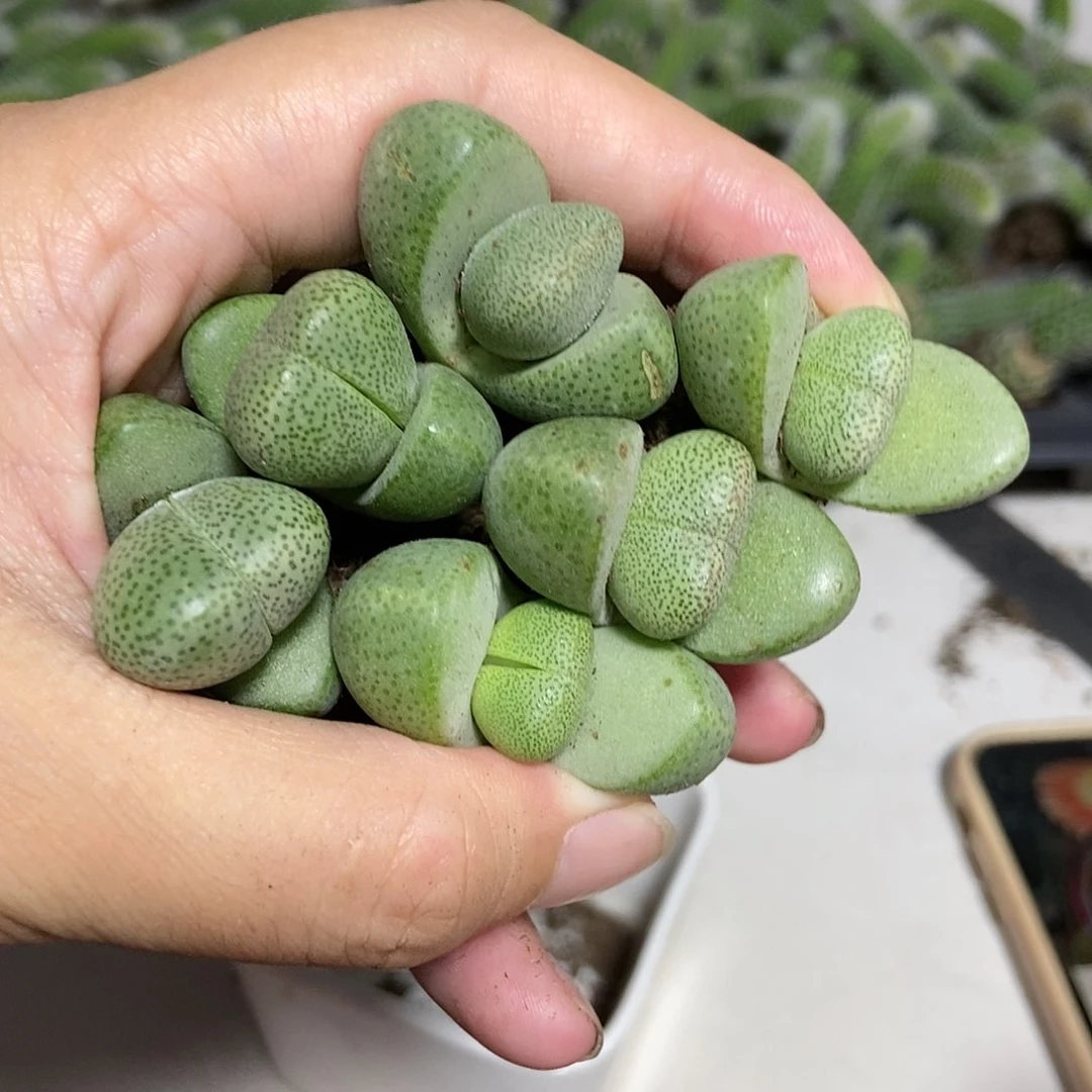 元宝小帝玉6颗小苗带土
