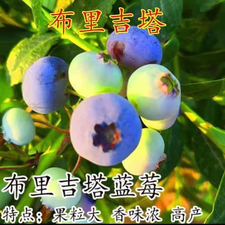 蓝莓苗布里吉塔蓝莓盆栽果新品种甜蜜兔眼蓝莓盆栽地栽蓝莓果树苗