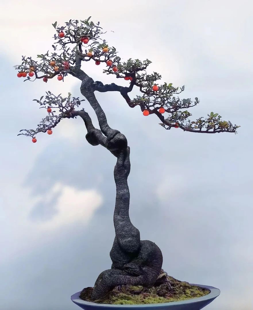 金弹子又名瓶兰花。。因其花香似兰尔得名