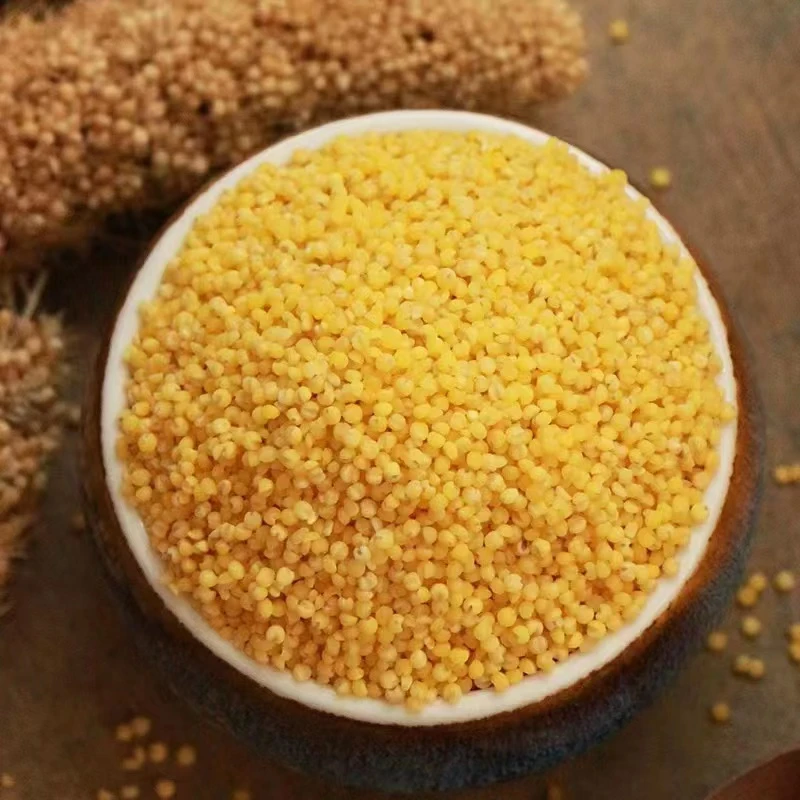 东北大金苗小米月子米2025年新米2.5公斤