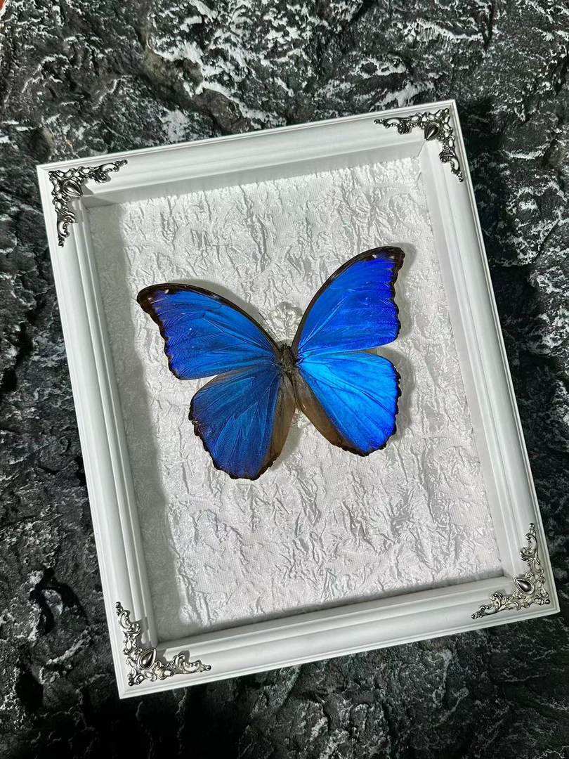 大蓝闪蝶艺术标本精选清新蝴蝶装饰画摆件送女朋友儿童生日礼物蓝