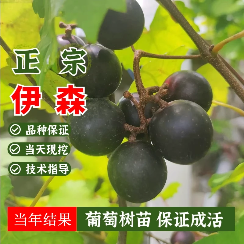 果树苗 圆叶伊森葡萄树苖爬藤黑提子葡萄苗地栽脆甜当年结果树苗