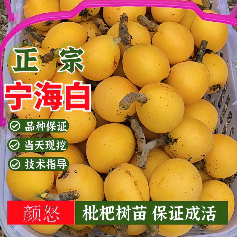 宁海白枇杷树苗嫁接特大白肉白沙枇杷树果苗南方北方庭院盆栽地栽