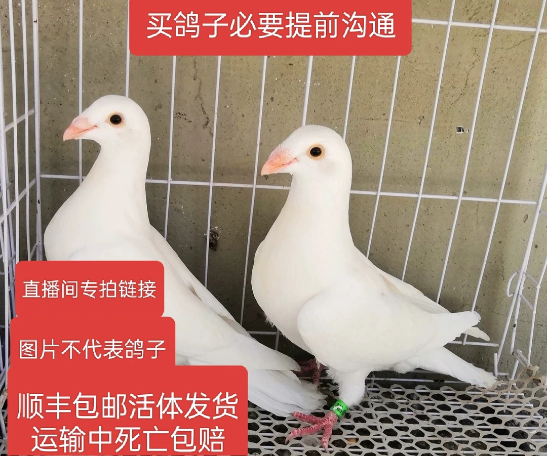 大同白保姆一对包邮到家