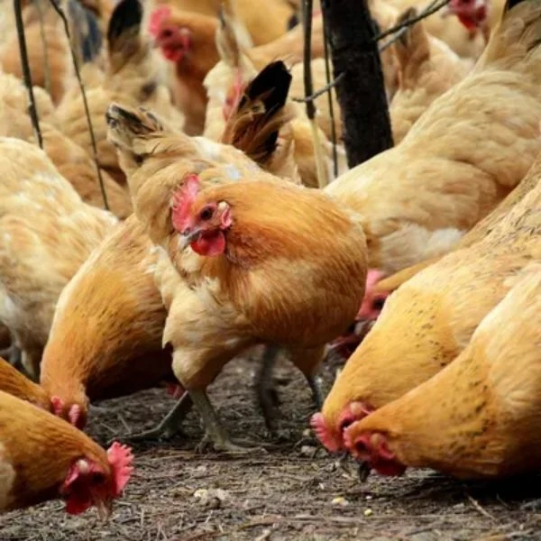 【仔母鸡两只更划算】10个月生态散养仔母鸡两只净重5斤左右