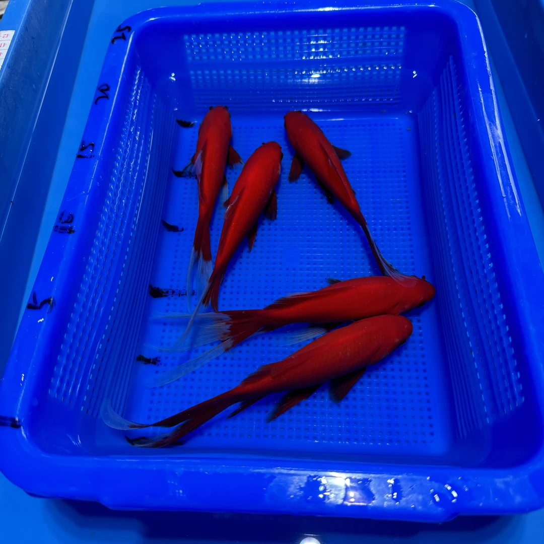 草金5条红色套餐15-17厘米观赏清理混养养殖