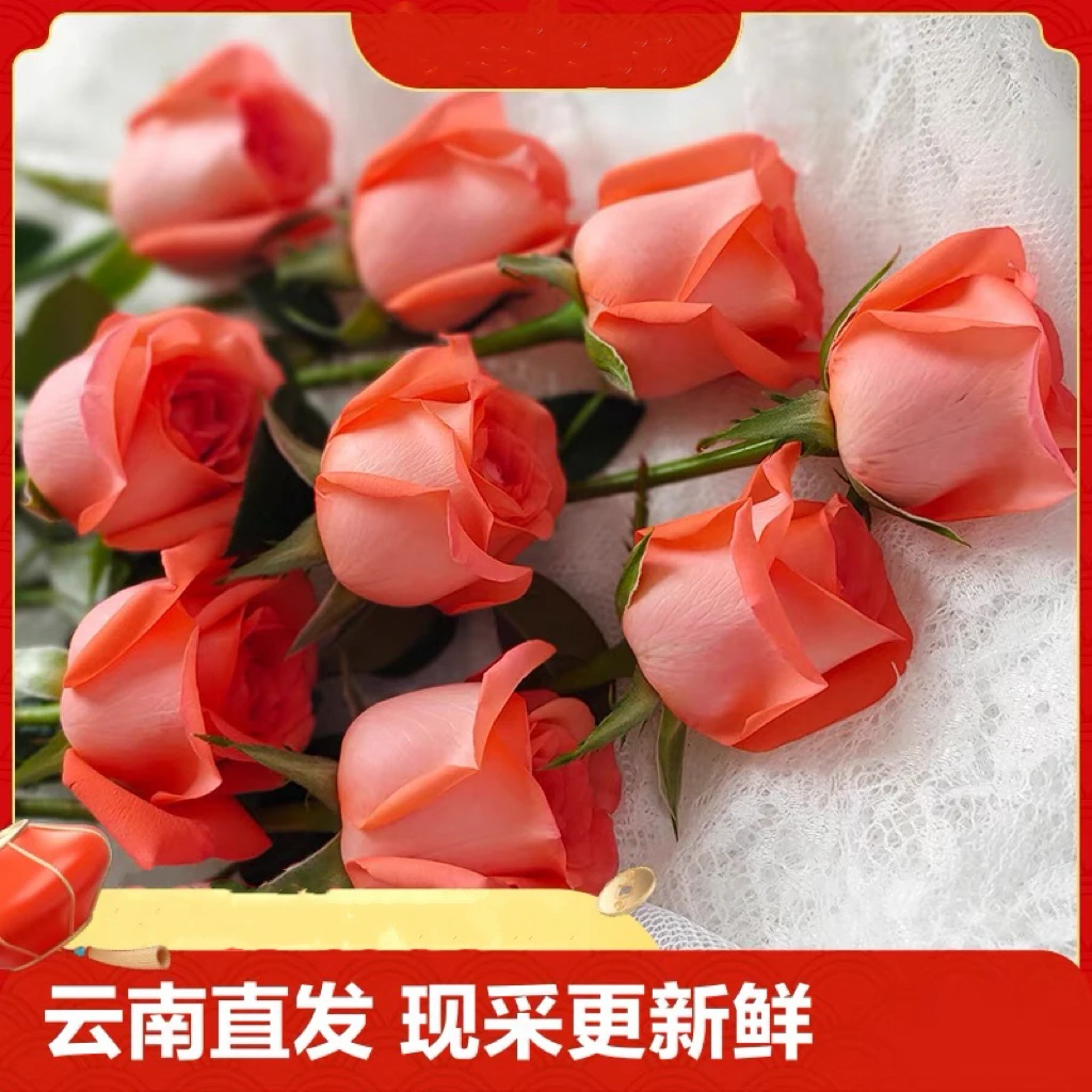 【花仙子鲜花甄选】橘粉色玫瑰花-单品系列-家养新鲜花源头基地直发