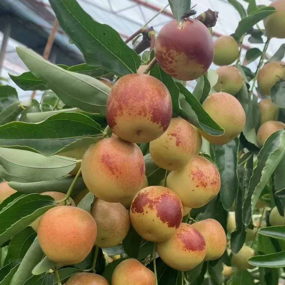 陕西大荔正宗现摘冬枣特大脆甜多汁新鲜应季水果