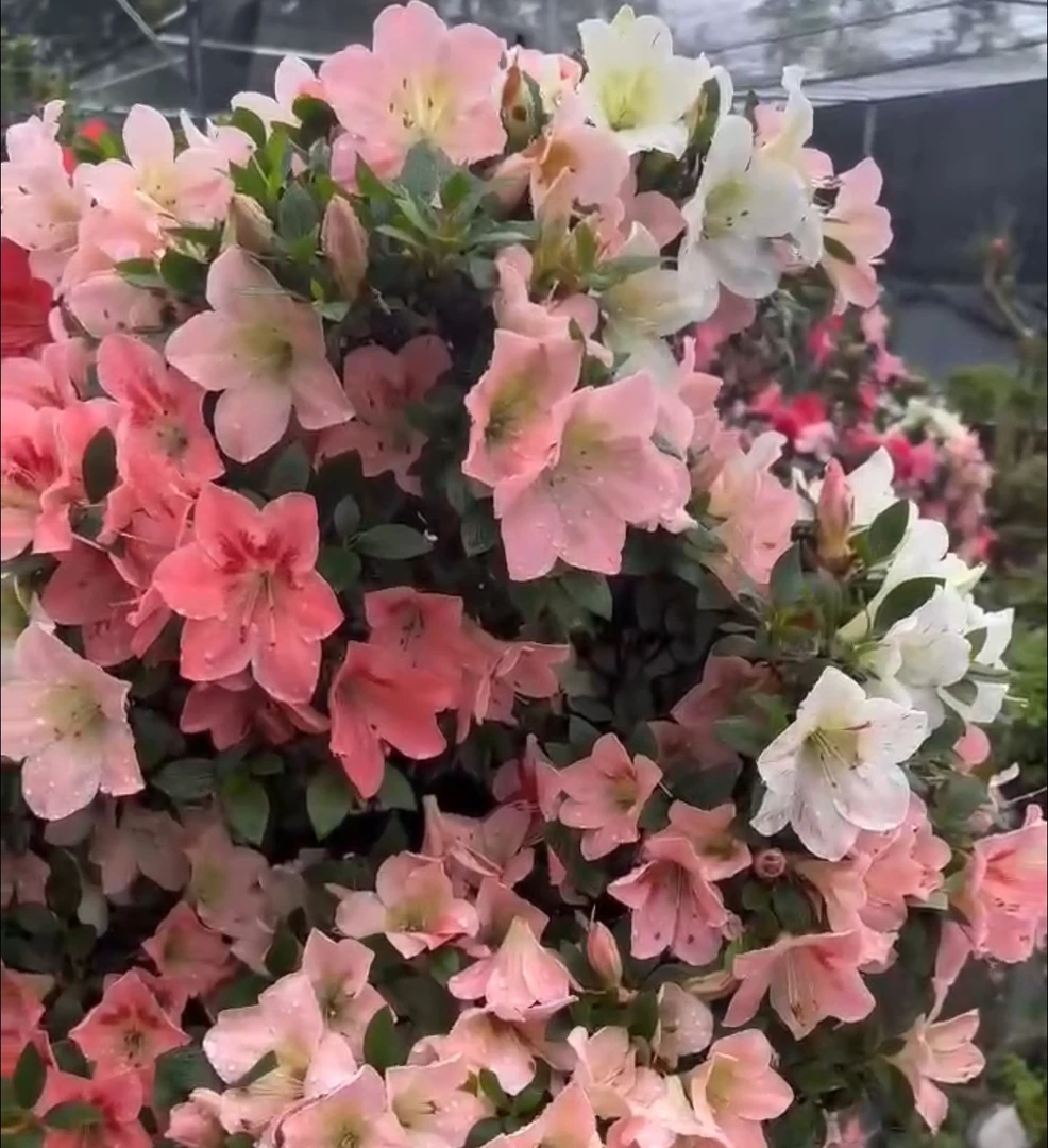 【煌阳】皋月杜鹃大苗特价