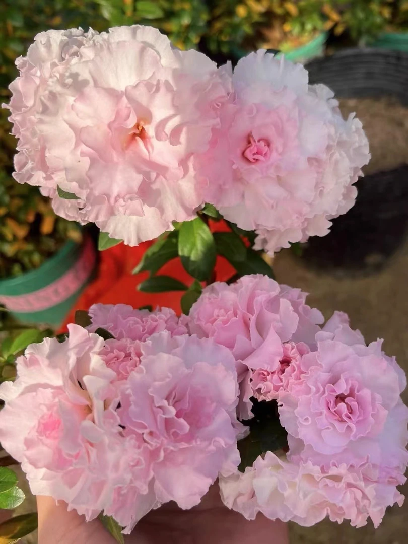 【粉双樱】重瓣粉色杜鹃大苗特价