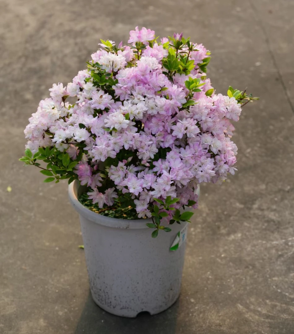 【知春】杜鹃花杜鹃特价