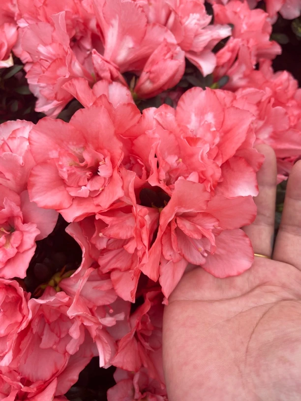 超级稀有品种烈焰红唇樱桃红杜鹃年宵花四季开花