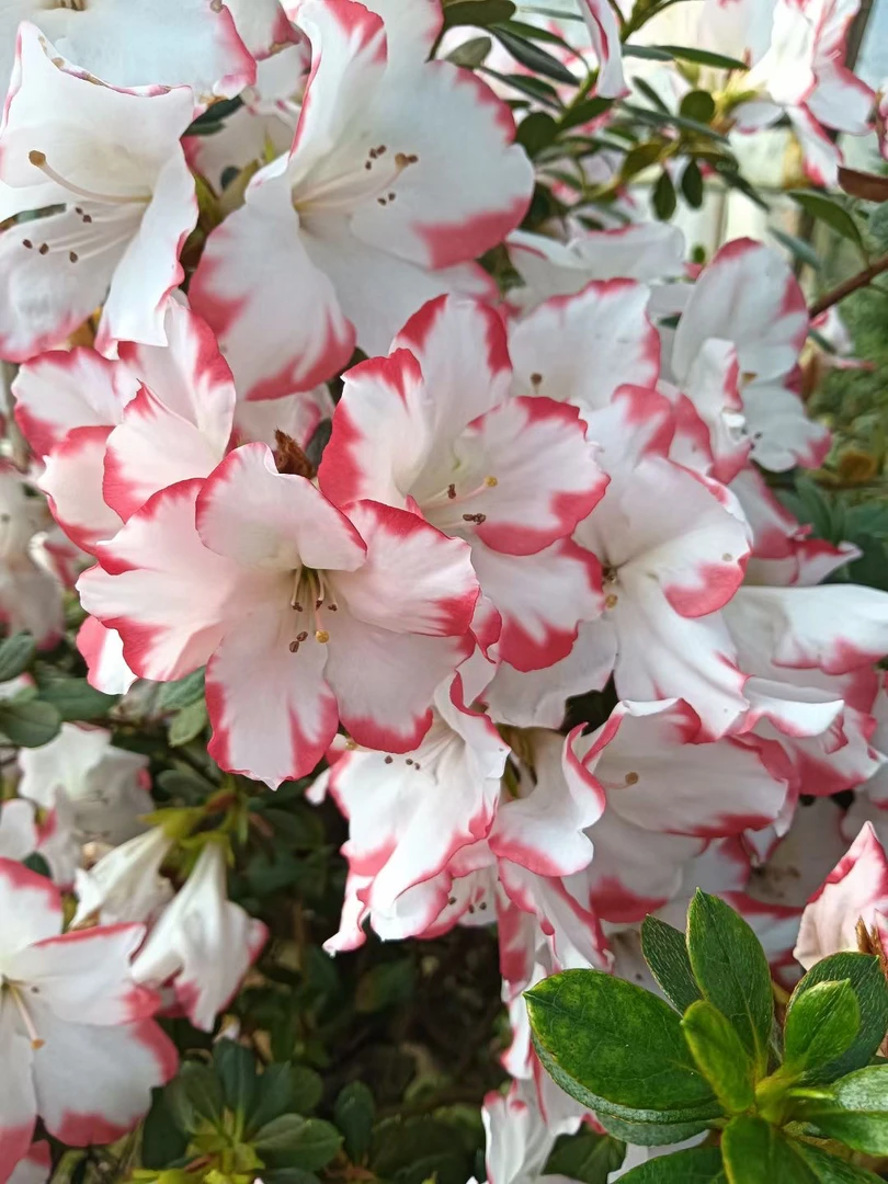 彩钻杜鹃年宵花四季开花