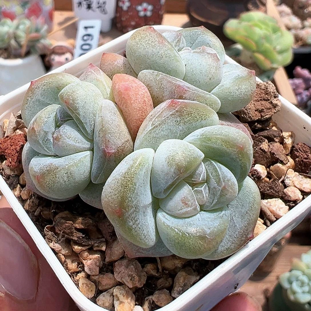 三头珍妮心群生冰玉