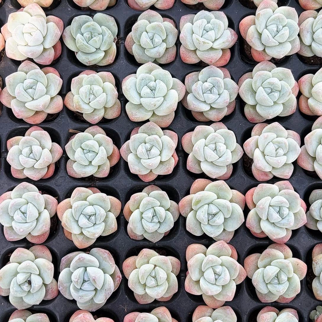 白底小单头，15颗一组，现挑