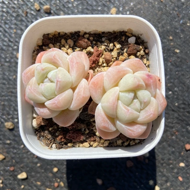 多肉白底冰玉双头整群1颗满35包邮