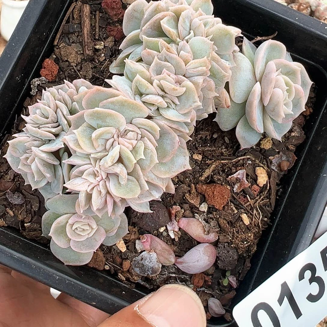 蓝色惊喜缀135号