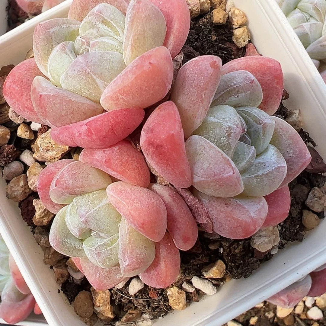 白底冰玉三头群生，很红，629号